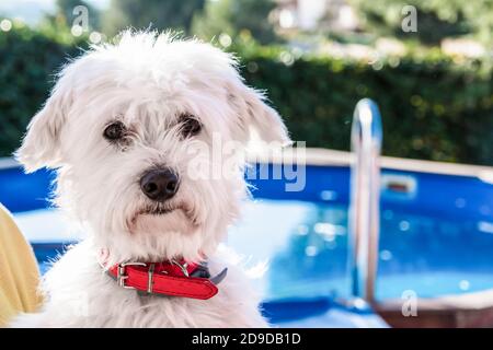 Vue rapprochée de Bichon Maltais avec piscine en arrière-plan Banque D'Images