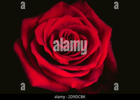 Rose rouge sur fond noir. Macro. Banque D'Images