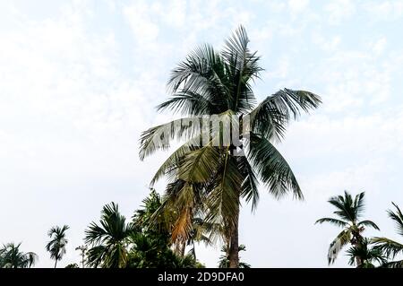 Noix de coco Palm photo d'arrière-plan en automne thème saisonnier rétro-éclairé mais vibrant couleur lever du soleil ciel. Palmier illuminé par la lumière du soleil. Goa Sea BEAC Banque D'Images