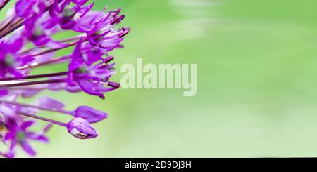 détail de la fleur d'oignon géant Banque D'Images