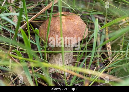 Un jeune champignon pousse parmi l'herbe dans la forêt. Ce champignon est comestible et bon. Récolte de champignons Banque D'Images