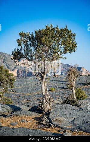 Sultanat d'Oman: Vue d'ensemble du site de Jebel Shams, la plus haute montagne de la chaîne Hajar, surplombant le canyon Banque D'Images