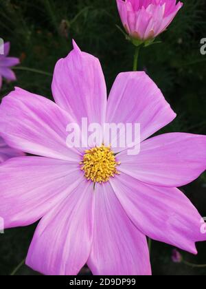 COSMOS est un genre de la famille des Asteraceae , avec le même nom commun de cosmos, composé de plantes à fleurs de la famille des tournesol. Banque D'Images