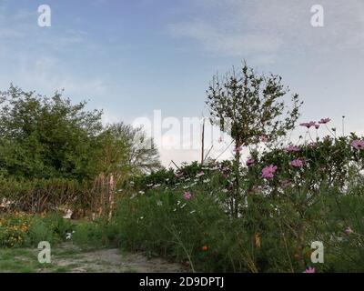 COSMOS est un genre de la famille des Asteraceae , avec le même nom commun de cosmos, composé de plantes à fleurs de la famille des tournesol. Banque D'Images