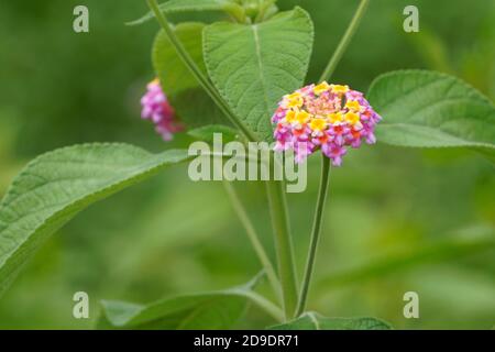 Lantana camara fleur fleurir sur fond vert Banque D'Images