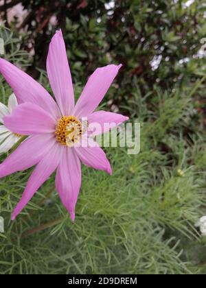 COSMOS est un genre de la famille des Asteraceae , avec le même nom commun de cosmos, composé de plantes à fleurs de la famille des tournesol. Banque D'Images