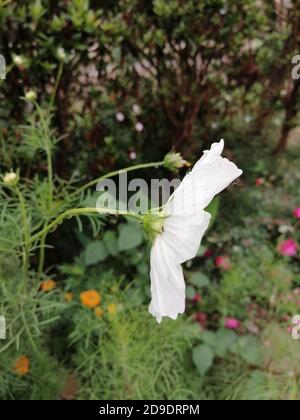 COSMOS est un genre de la famille des Asteraceae , avec le même nom commun de cosmos, composé de plantes à fleurs de la famille des tournesol. Banque D'Images