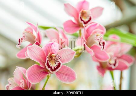Fleur d'orchidée violette phalaenopsis, phalaenopsis ou falah. Fleurs de phalaenopsis pourpres sur la droite. Connues sous le nom d'orchidées de papillon. Mise au point sélective. Banque D'Images