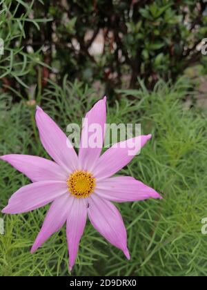COSMOS est un genre de la famille des Asteraceae , avec le même nom commun de cosmos, composé de plantes à fleurs de la famille des tournesol. Banque D'Images