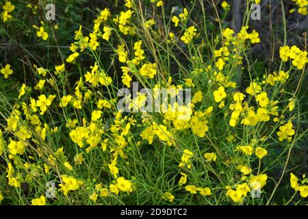 Une plante dangereuse, des mauvaises herbes sauvages - buttercup caustique (cécité nocturne) avec de petites fleurs jaunes illuminées par le soleil. C'est une herbe tueur, dangereux Banque D'Images