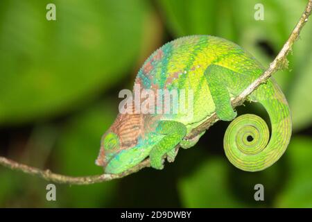 Caméléon coloré en gros plan dans la forêt tropicale de Madagascar. Banque D'Images