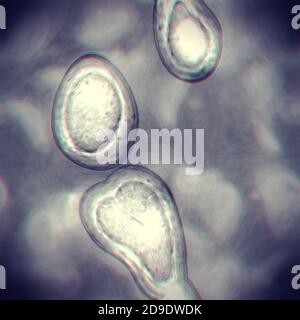 Fond cellulaire ou bactérien transparent. Cellules sous microscope. Gros plan sur les caillots noirs et blancs. Image d'arrière-plan des bactéries Banque D'Images