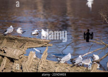 Groupe de mouettes (Larus argentatus) perchée sur un naufrage noyé en bois avec de l'eau dans le arrière-plan Banque D'Images