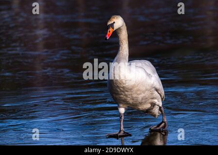 Muet Swan Cygnus Olor marchant sur un portrait d'eau gelée Banque D'Images