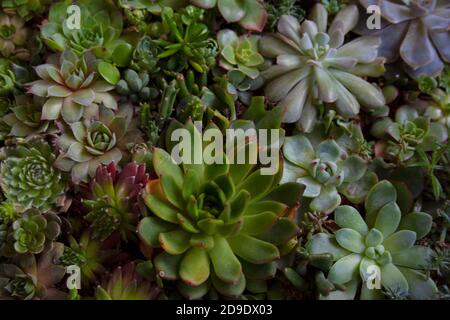 Plusieurs plantes succulentes jardin terrarium de près Banque D'Images