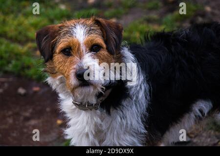 Chien de race croisée debout et regardant l'appareil photo Banque D'Images