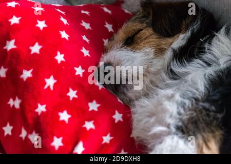 Mélange de beagle et de terrier de renard, pour jeunes chiens, posé sur un coussin rouge avec étoiles Banque D'Images