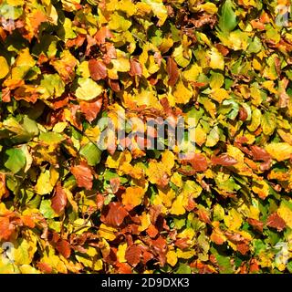 Feuilles de hêtre aux couleurs automnales. Banque D'Images