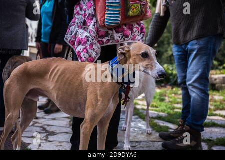 Portrait d'un chien Galgo de lévrier espagnol brun clair et effrayé sur un chemin de pierre Banque D'Images