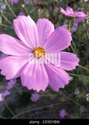 COSMOS est un genre de la famille des Asteraceae , avec le même nom commun de cosmos, composé de plantes à fleurs de la famille des tournesol. Banque D'Images