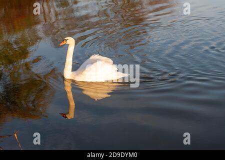 Sur Cambridgeshire, Royaume-Uni. 5 novembre 2020. Nagé sur la rivière Great Ouse dans la brume matinale lors d'un matin d'automne glacial. Crédit : Julian Eales/Alay Live News Banque D'Images