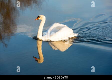 Sur Cambridgeshire, Royaume-Uni. 5 novembre 2020. Un cygne sur le fleuve Grand Ouse dans la brume tôt le matin sur un matin d'automne glacial. Crédit : Julian Eales/Alay Live News Banque D'Images