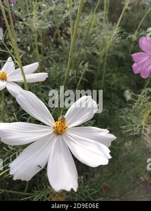 COSMOS est un genre de la famille des Asteraceae , avec le même nom commun de cosmos, composé de plantes à fleurs de la famille des tournesol. Banque D'Images