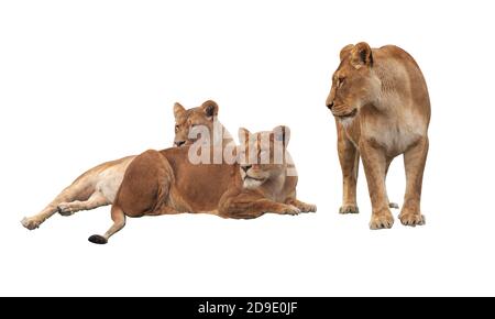 Trois lions femelles sans lioness isolées sur fond blanc. Deux lions sont couchés dans un groupe et un est debout. Banque D'Images