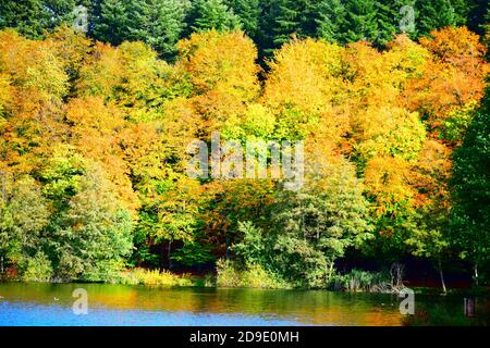 Calme Holzmaar à l'automne Banque D'Images