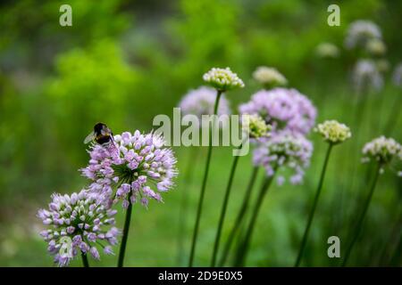 Bombus soroeensis à ceinture brisée sur une fleur violette de gros plan Banque D'Images