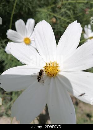 COSMOS est un genre de la famille des Asteraceae , avec le même nom commun de cosmos, composé de plantes à fleurs de la famille des tournesol. Banque D'Images