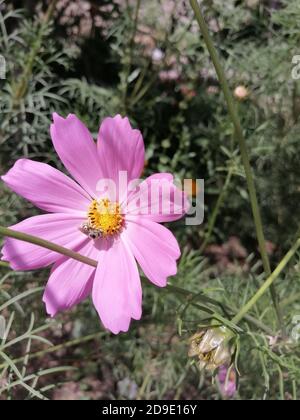 COSMOS est un genre de la famille des Asteraceae , avec le même nom commun de cosmos, composé de plantes à fleurs de la famille des tournesol. Banque D'Images