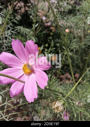 COSMOS est un genre de la famille des Asteraceae , avec le même nom commun de cosmos, composé de plantes à fleurs de la famille des tournesol. Banque D'Images