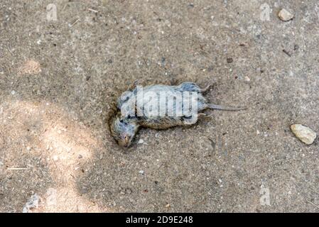 la souris morte se trouve dans la rue Banque D'Images