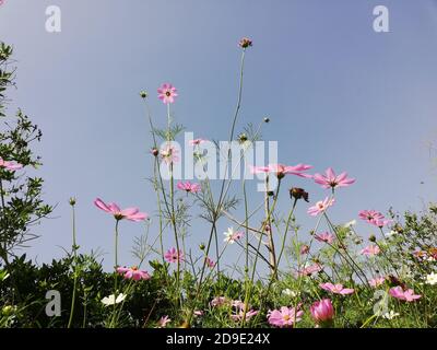 COSMOS est un genre de la famille des Asteraceae , avec le même nom commun de cosmos, composé de plantes à fleurs de la famille des tournesol. Banque D'Images