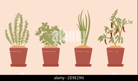 Romarin en pot, basilic, oignon de printemps et piment. Horticulture de jardin intérieur à la maison. Jardin d'herbes vertes sur votre cuisine, potherb - illustration vectorielle Illustration de Vecteur