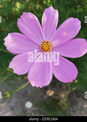 COSMOS est un genre de la famille des Asteraceae , avec le même nom commun de cosmos, composé de plantes à fleurs de la famille des tournesol. Banque D'Images