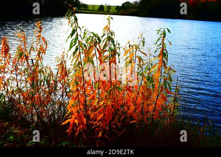 Calme Holzmaar à l'automne Banque D'Images