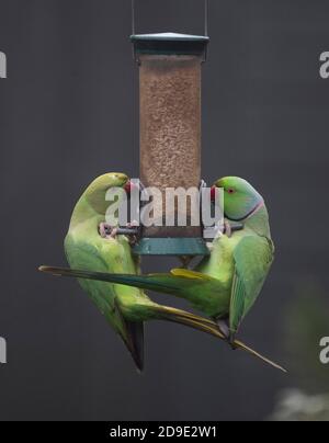 Wimbledon, Londres, Royaume-Uni. 5 novembre 2020. Parakeets à col humide visitez un jardin brumeux de Londres à la recherche de nourriture. Crédit : Malcolm Park/Alay Live News Banque D'Images