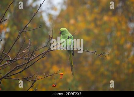 Wimbledon, Londres, Royaume-Uni. 5 novembre 2020. Parakeets à col humide visitez un jardin brumeux de Londres à la recherche de nourriture. Crédit : Malcolm Park/Alay Live News Banque D'Images