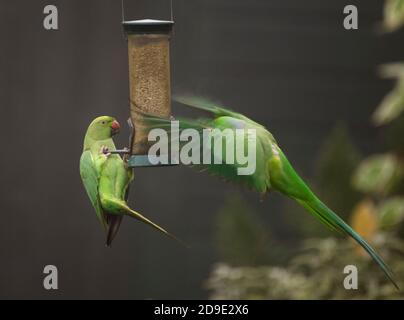 Wimbledon, Londres, Royaume-Uni. 5 novembre 2020. Parakeets à col humide visitez un jardin brumeux de Londres à la recherche de nourriture. Crédit : Malcolm Park/Alay Live News Banque D'Images