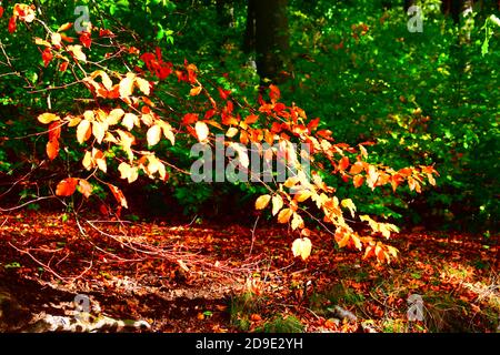 Calme Holzmaar à l'automne Banque D'Images