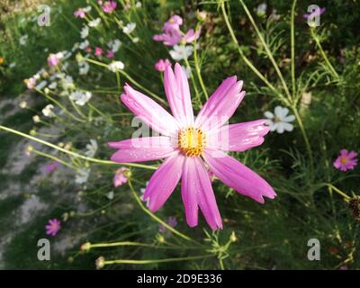 COSMOS est un genre de la famille des Asteraceae , avec le même nom commun de cosmos, composé de plantes à fleurs de la famille des tournesol. Banque D'Images