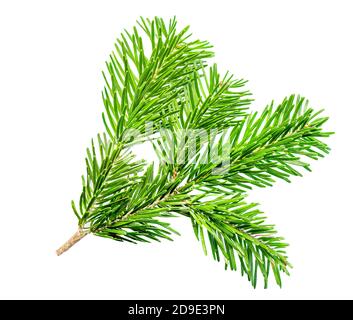Branche de sapin isolée sur fond blanc. Arbre de Noël branche gros plan. Vue de dessus Banque D'Images