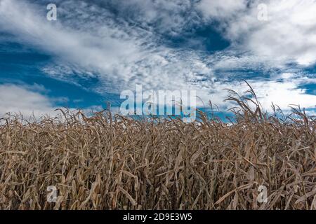 Le champ de maïs a séché dans les prés de Skjern in Danemark Banque D'Images