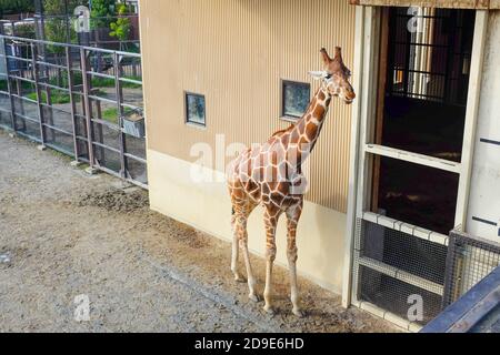 Une girafe au zoo de Kyoto, au Japon. Banque D'Images