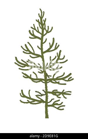 Arbre de puzzle de singe ou Araucaria araucana. Illustration vectorielle Illustration de Vecteur