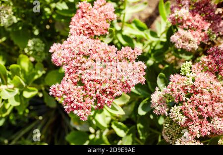 Gros plan de magnifiques fleurs de Sedum. Nom de famille Crassulaceae, Nom scientifique Sedum. Mise au point sélective, arrière-plan flou Banque D'Images