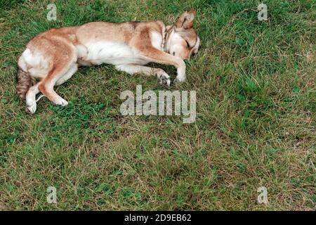 Chien mignon et paisible dormant dans l'herbe verte sur un pré de village. Adorable animal fatigué se reposant dehors pendant la journée d'été. Concept d'adoption PET. Banque D'Images