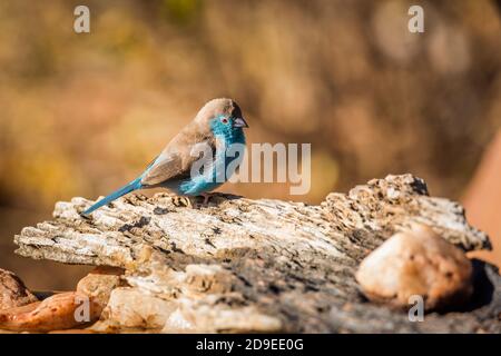 Cordonbleu croisé sur une bûche avec des couleurs d'automne dans le parc national Kruger, Afrique du Sud ; famille de espèce Uraeginthus angolensis Banque D'Images